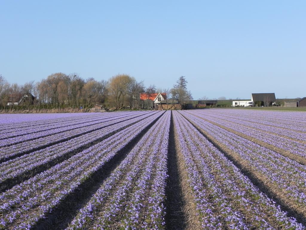 Appels En Peren Bed And Breakfast Breezand Esterno foto